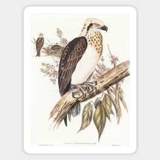 White-headed Osprey Sticker